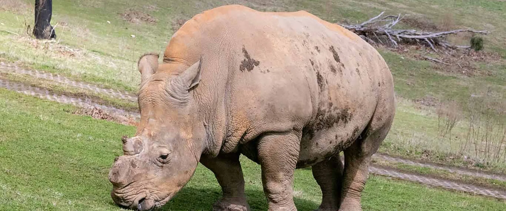 A large grey Rhino with no horns stands alone, nibbling on grass in the middle of a wide plain that is sprinkled with trees and patches of tall grass.