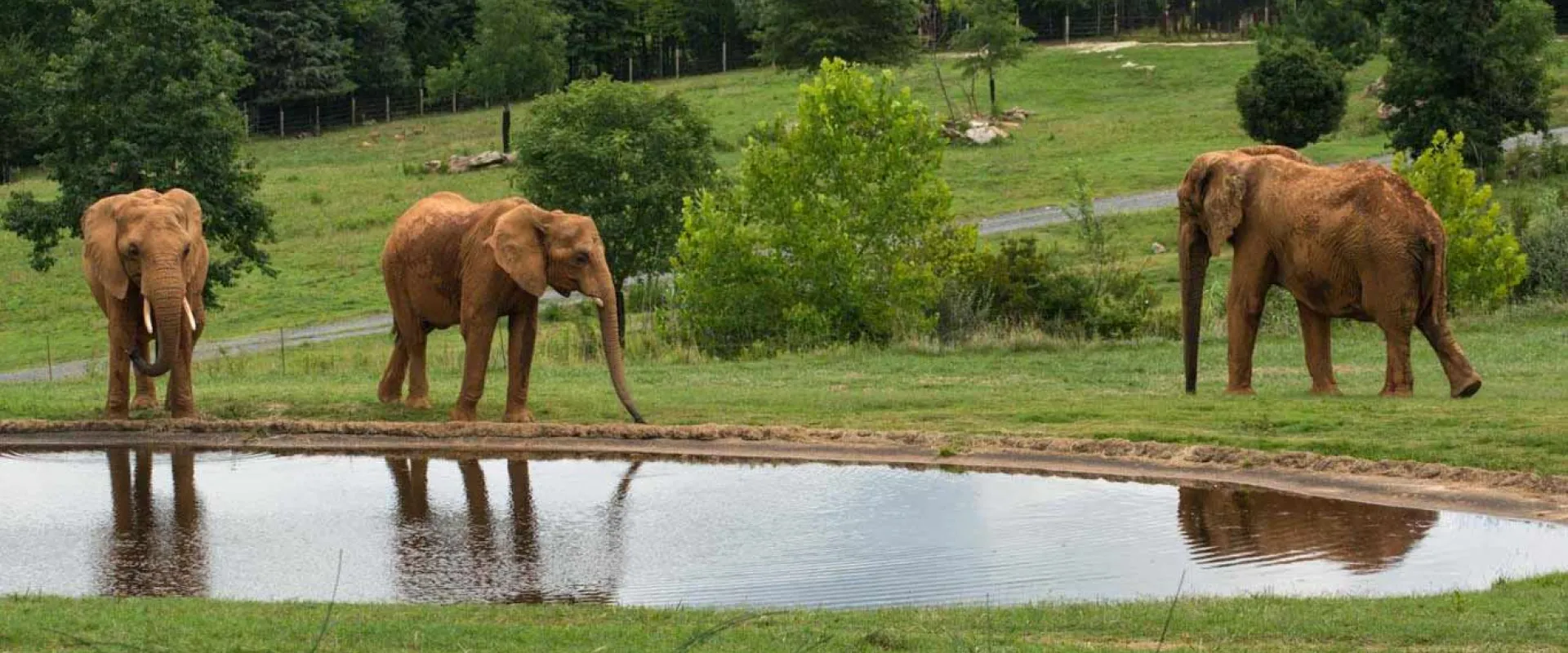 Three elephants standing around a pond in an open field with rolling hills sprinkled with trees in the background.