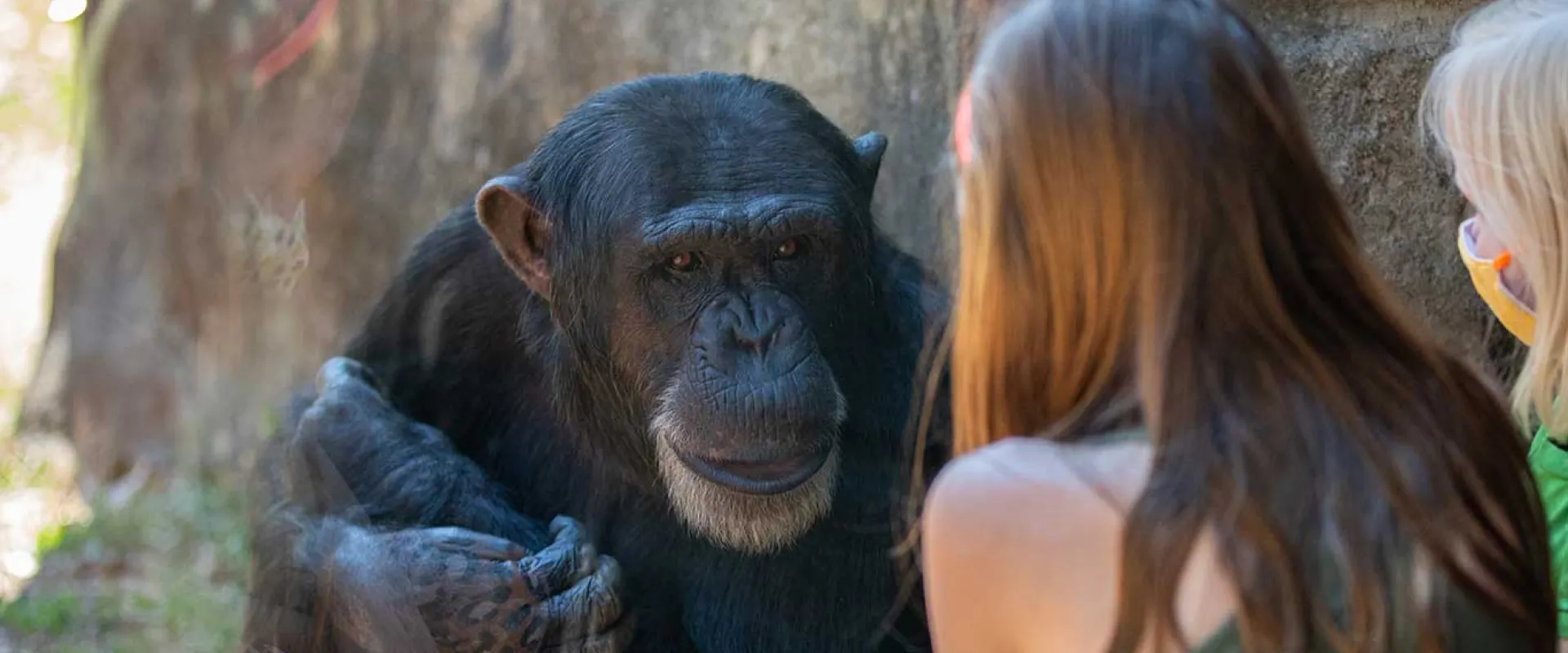 Children interacting with chimp, Kendall, through a window at the chimpanzee's habitat.