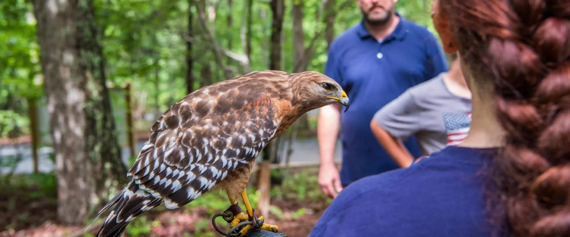 A red-tailed hawk perch on a keeper's glove in a wooded area.