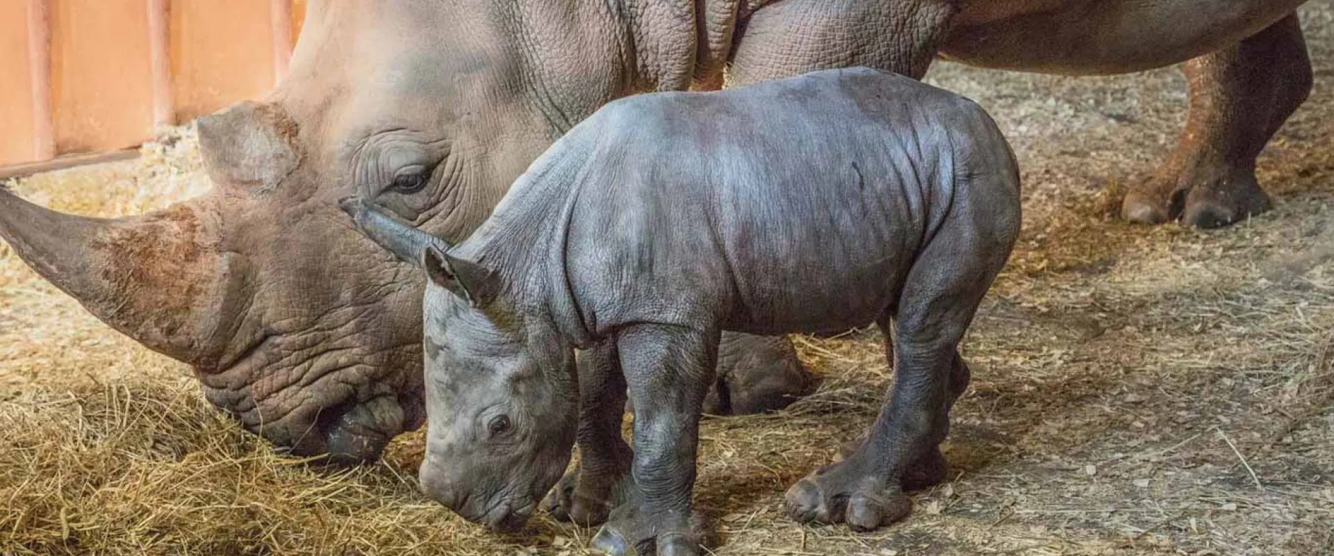  A close-up of a large, gray adult rhinoceros and a much smaller, light-gray baby rhino (calf) standing together in a barn or enclosure. The mother rhino's head is lowered as she eats hay on the ground. The calf stands close to her, looking forward with its small legs and body visible. The ground is covered in hay and straw, and the background consists of light-colored wooden walls.