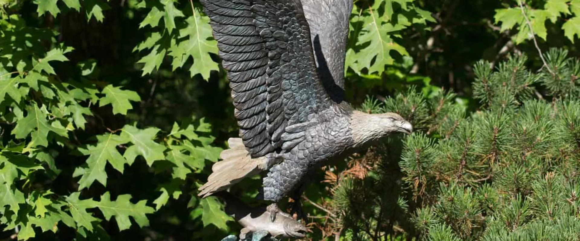 A bronze rendering of a majestic Bald Eagle mid flight, with a salmon clenched in its talons. A background of trees is visible.
