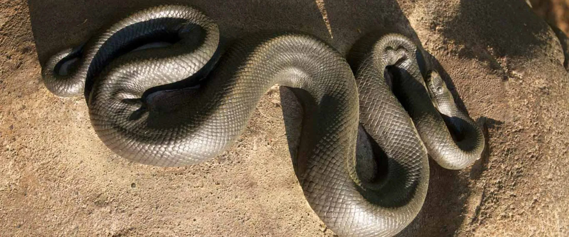 A large, dark-colored snake is coiled and resting on a sandy or earthen ground. The snake's body is smooth and thick, forming several dramatic loops and curves, catching the light and creating shadows.