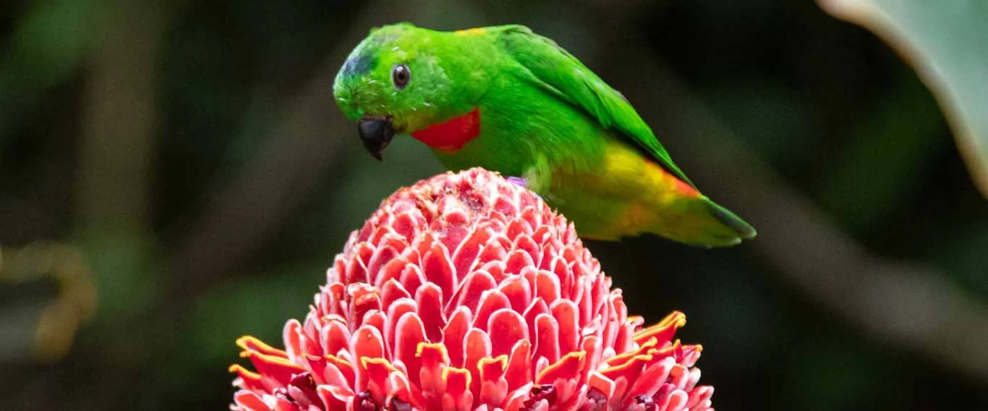 A small, vibrant green parrot with a bright red throat patch is perched atop a large, bright red, cone-shaped flower. The parrot is looking down at the flower. The background is a dark, lush green, suggesting a tropical environment.