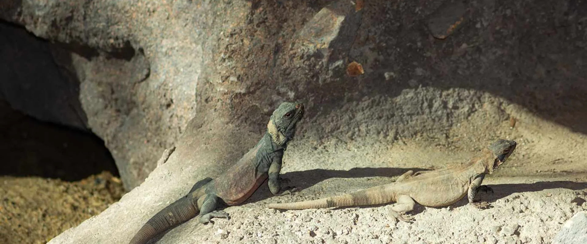 Two chuckwallas sunning on a rock.