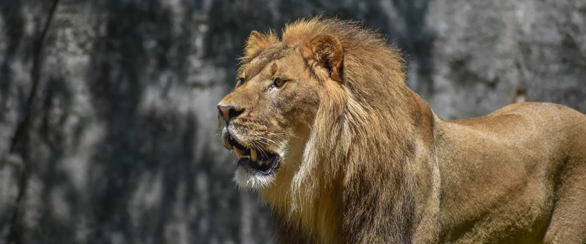 A muscular, male Lion stands with its mouth slightly open, as if its about to roar next to a rock wall..