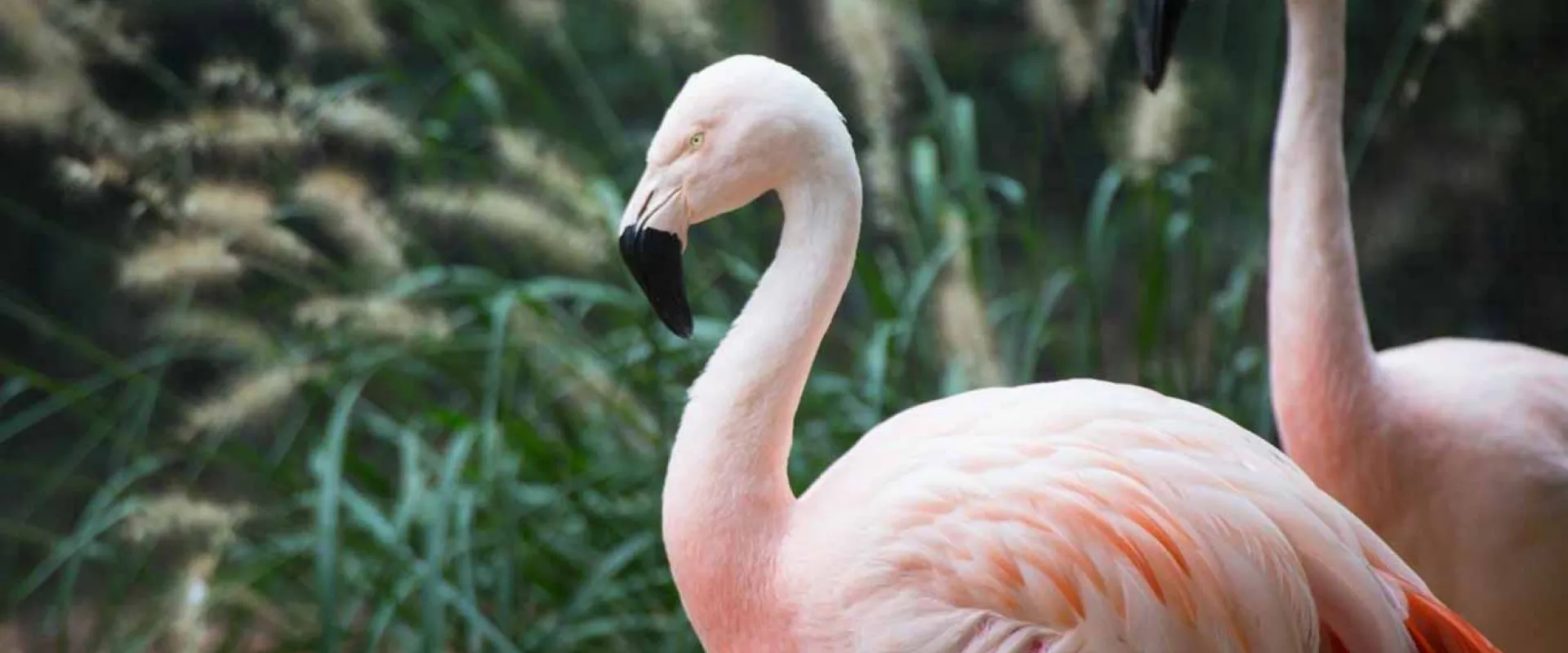 A close-up of two pink flamingos standing next to each other. The flamingo in the foreground is in focus with another one standing behind it, with their eyes closed. Their feathers are a soft, pale pink, and their beaks are black. A patch of tall, feathery green and beige plants is visible in the background.
