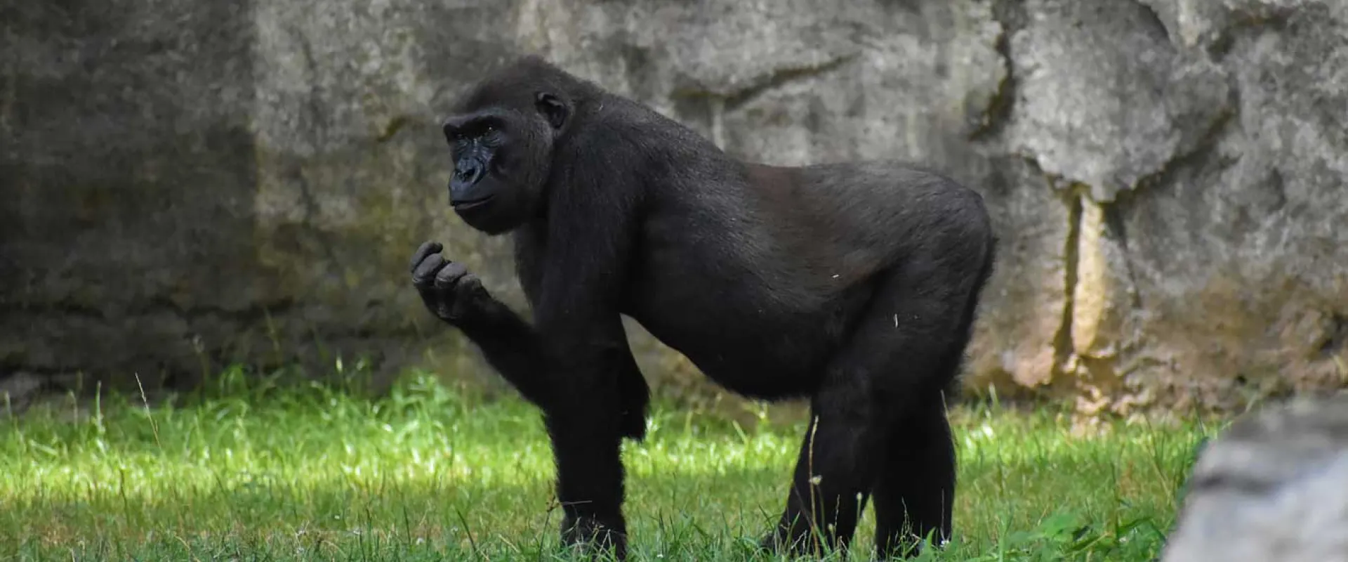 A Western Lowland Gorilla stands on all fours (knuckle-walking) in a grassy outdoor enclosure. The gorilla has black fur and is looking to its left with one hand held slightly up near its mouth. The background is a large, textured grey rock wall.