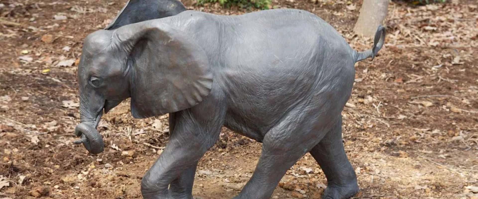 Ganesia | North Carolina Zoo