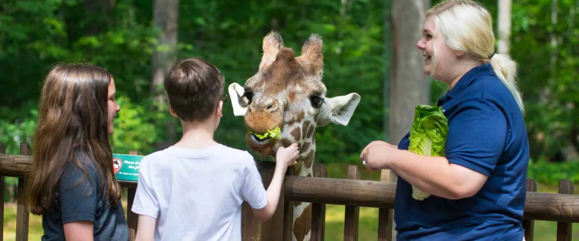 A blonde woman in a blue shirts stands next to a wooden handrail on a deck. Two children stand next to her holding a leaf of lettuce out to a giraffe that is standing on the other side of the railings in front of them so that his head is right at shoulder height to them.