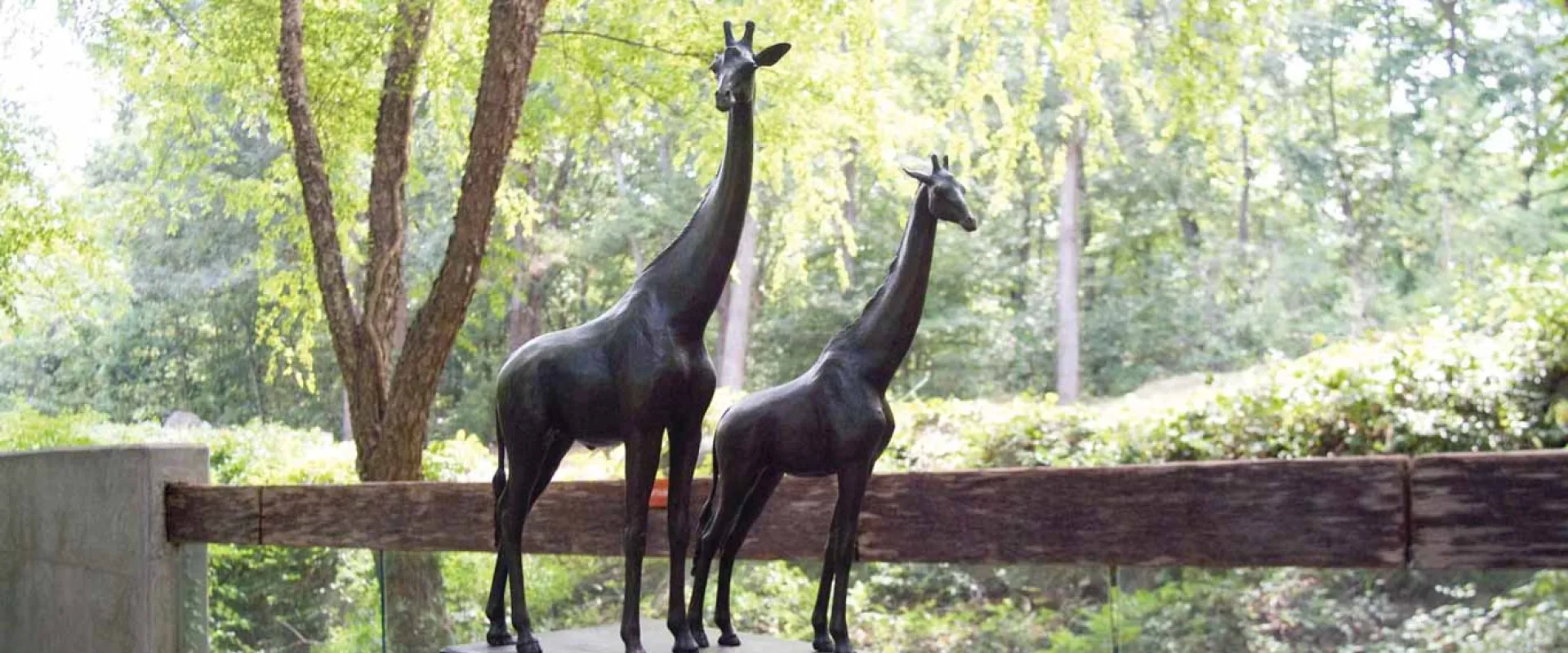 A bronze statue of two Giraffes standing proudly together, looking in different directions. There is a canopy of trees in the background.