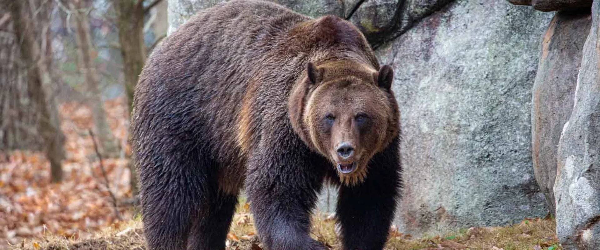 A fuzzy, brown Grizzly Bear walking across large rocks towards a pond. There is a large wall of rocks and some grass visible behind it.