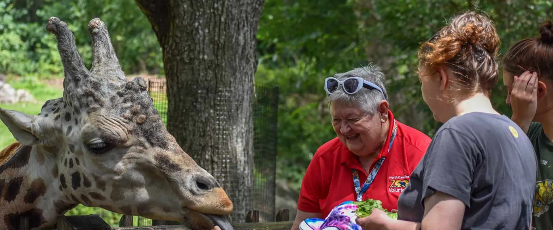 A giraffe stretches its head and long, dark tongue over a wooden fence to accept a piece of food from a small child's hand. Several people, including an older man in a red shirt who is smiling, and two women, are watching the feeding, which is taking place in an outdoor zoo setting.