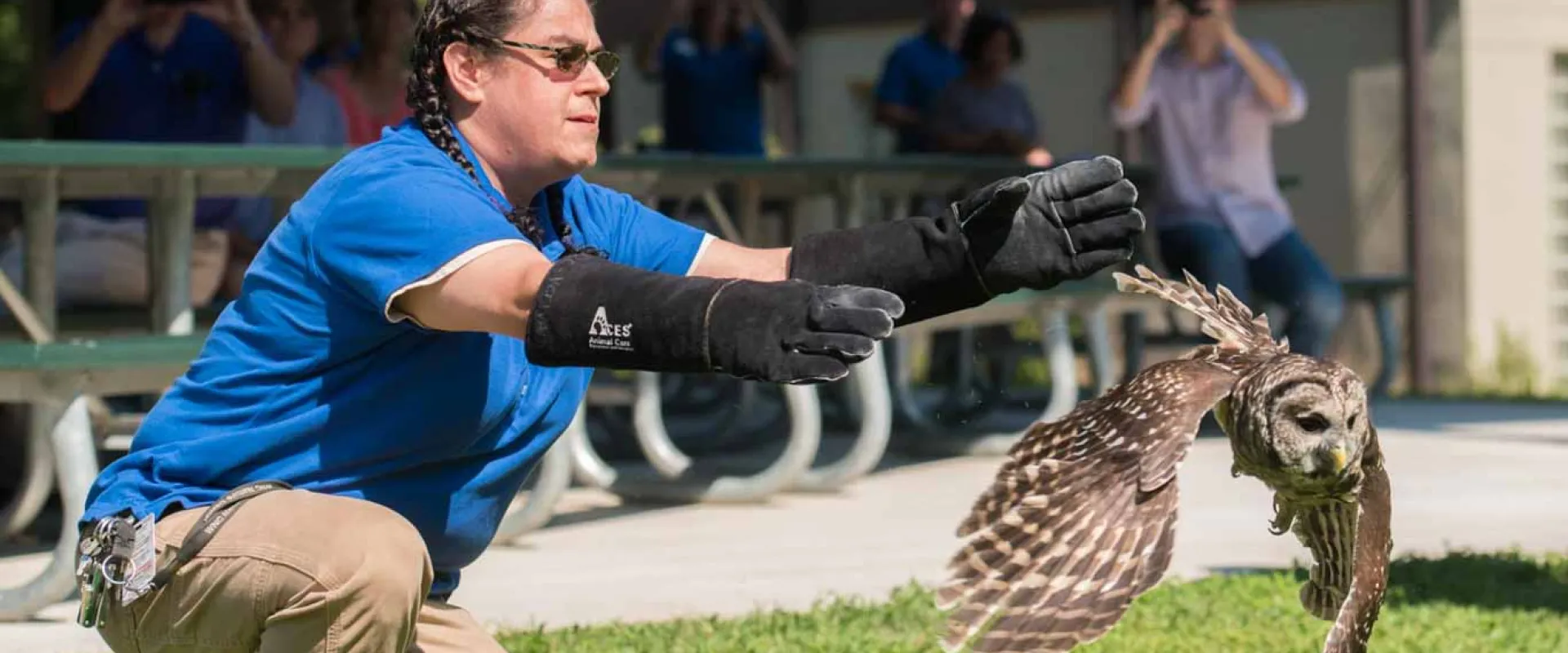 A woman with long braids wearing a blue NC Zoo uniform and elbow length bird handling gloves kneels on the grass near a picnic shelter as she releases a small brown Barred Owl into the air.