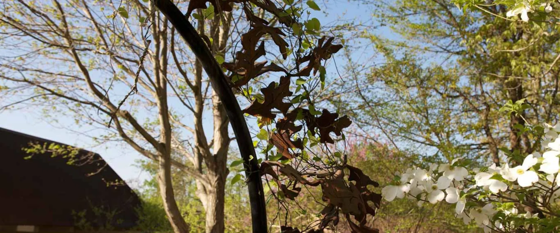 A close-up of an outdoor sculpture made of dark, rusty metal depicting oak leaves, which are intertwined with the new, bright green leaves of a living plant and a branch of a dogwood tree with white blooms on the right. The background is a bright, clear blue sky and blurred spring trees with light green foliage, suggesting an artistic representation of nature in spring.