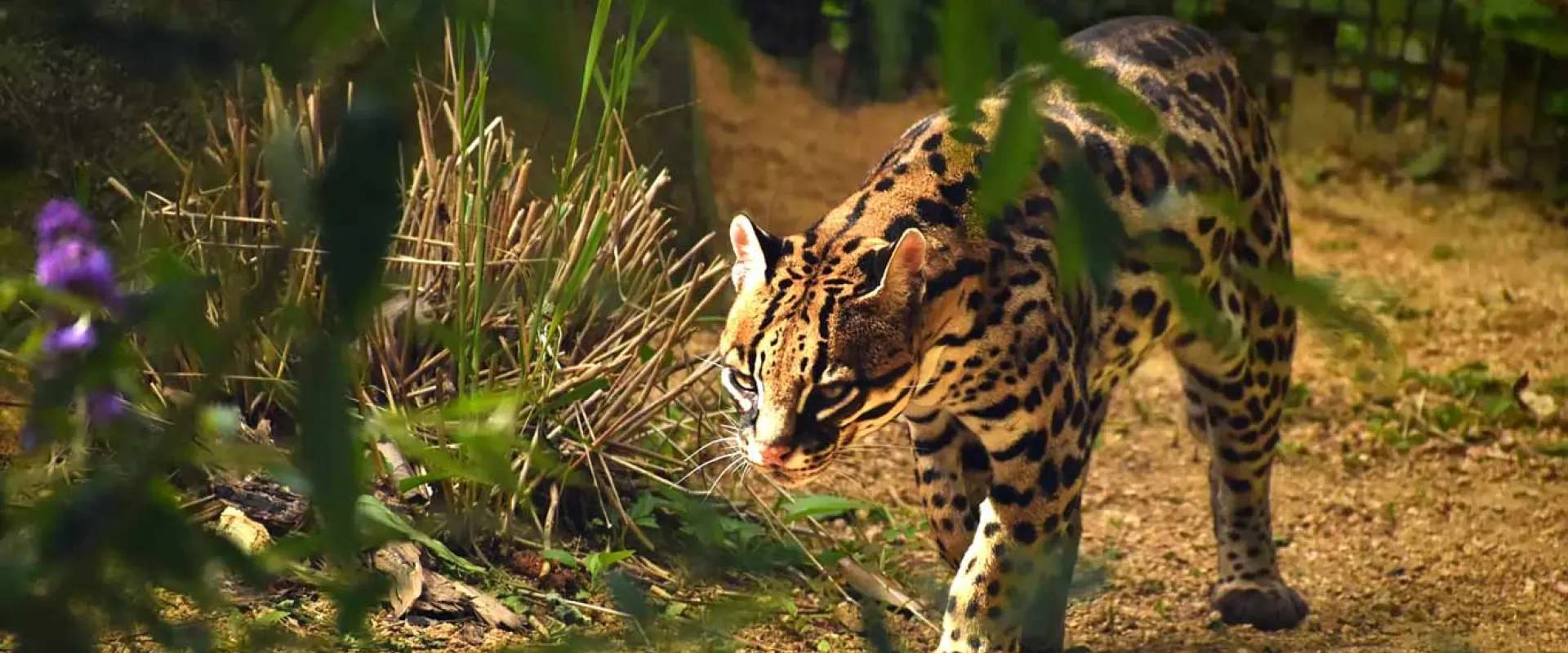 An Ocelot walking through shrubbery on a sandy path with vivid lighting. Its tan fur and contrasting black markings down its body stand out against the desert background.