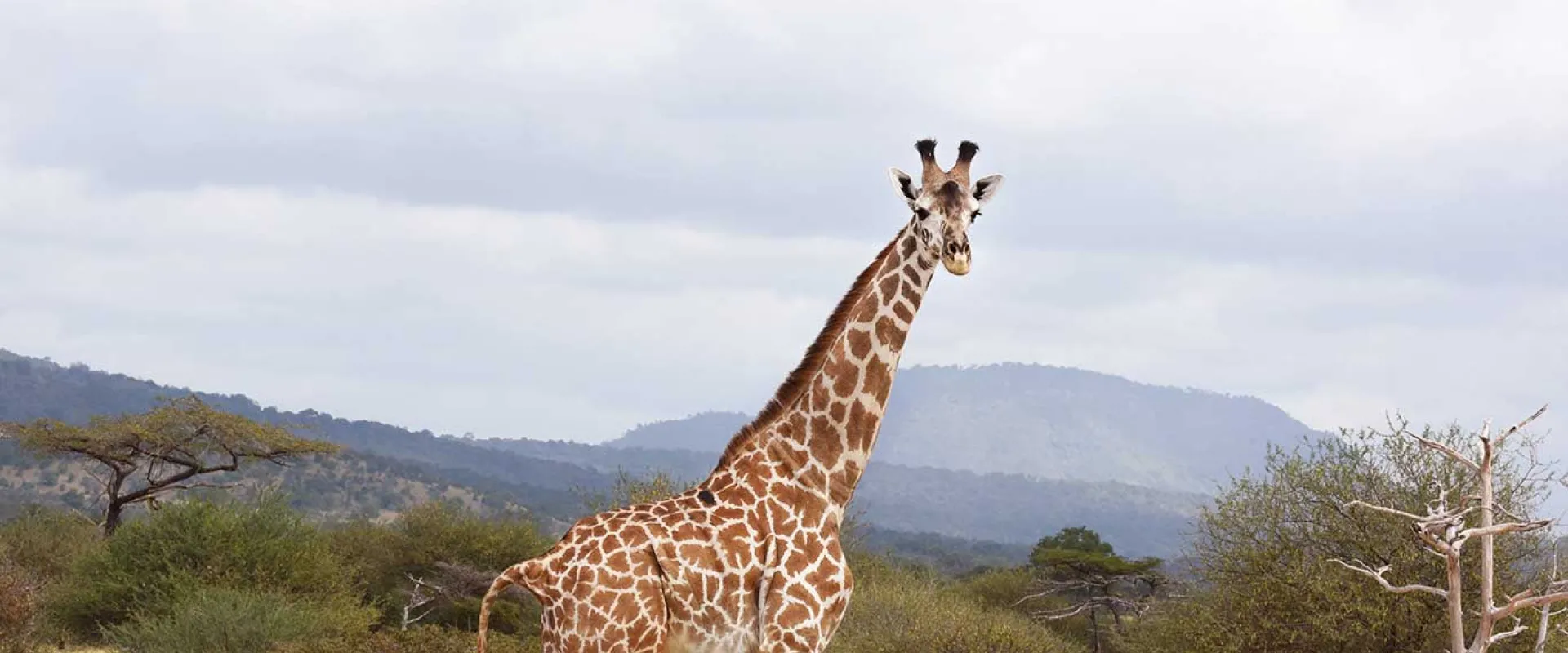 A giraffe is walking through tall, dry grassland. The giraffe has a light coat with brown, irregular patches. The background shows more grassland and some blurred trees under a bright sky.