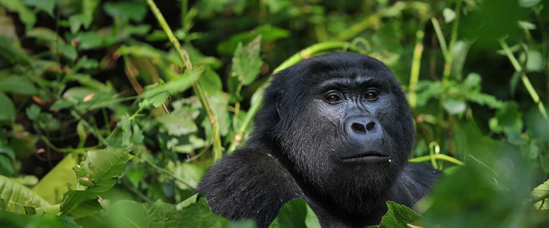 Close-up of a large black gorilla's head and chest emerging from a dense background of bright green foliage.