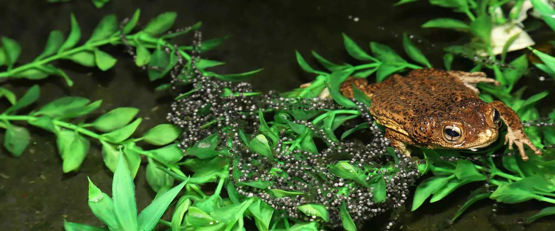 A close-up of a brown, warty toad with large eyes sitting in dark water surrounded by bright green artificial or plastic leafy plants. A large clump of gelatinous toad eggs (spawn), appearing as a mass of small black spheres, is visible in the water near the toad.