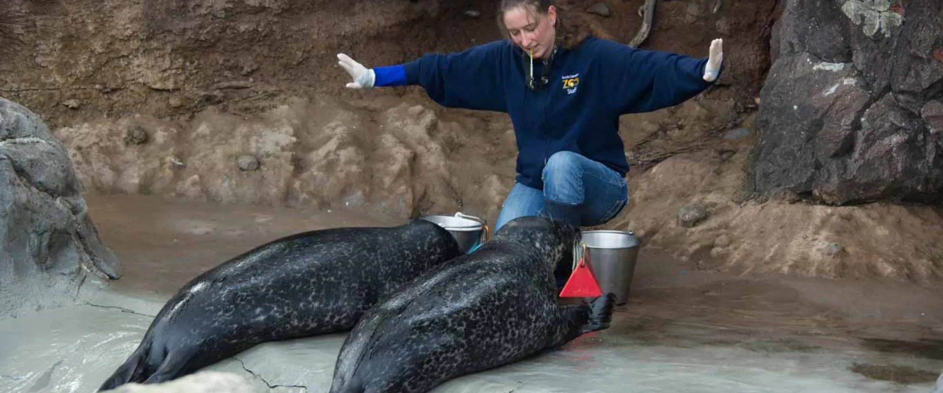 A caretaker kneels between two harbor seals on a wet, rocky platform, extending their arms in a training gesture. The seals are dark grey with spots, and the seal on the right has a small red tag on its flipper. Silver buckets are nearby, and the background is a rocky wall.