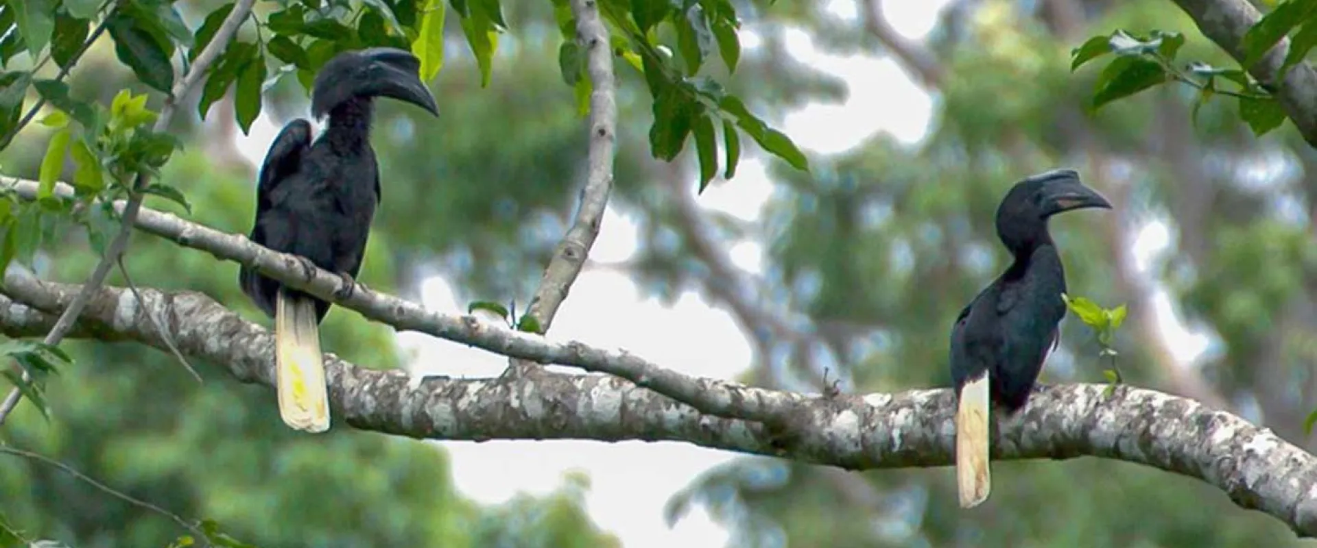 Two Black Sulu Hornbills are perched on a thick, horizontal tree branch. Both birds have entirely black bodies and casques, with striking long, pale yellow tails. The birds are framed by dark green leaves against a bright, blurred forest background.