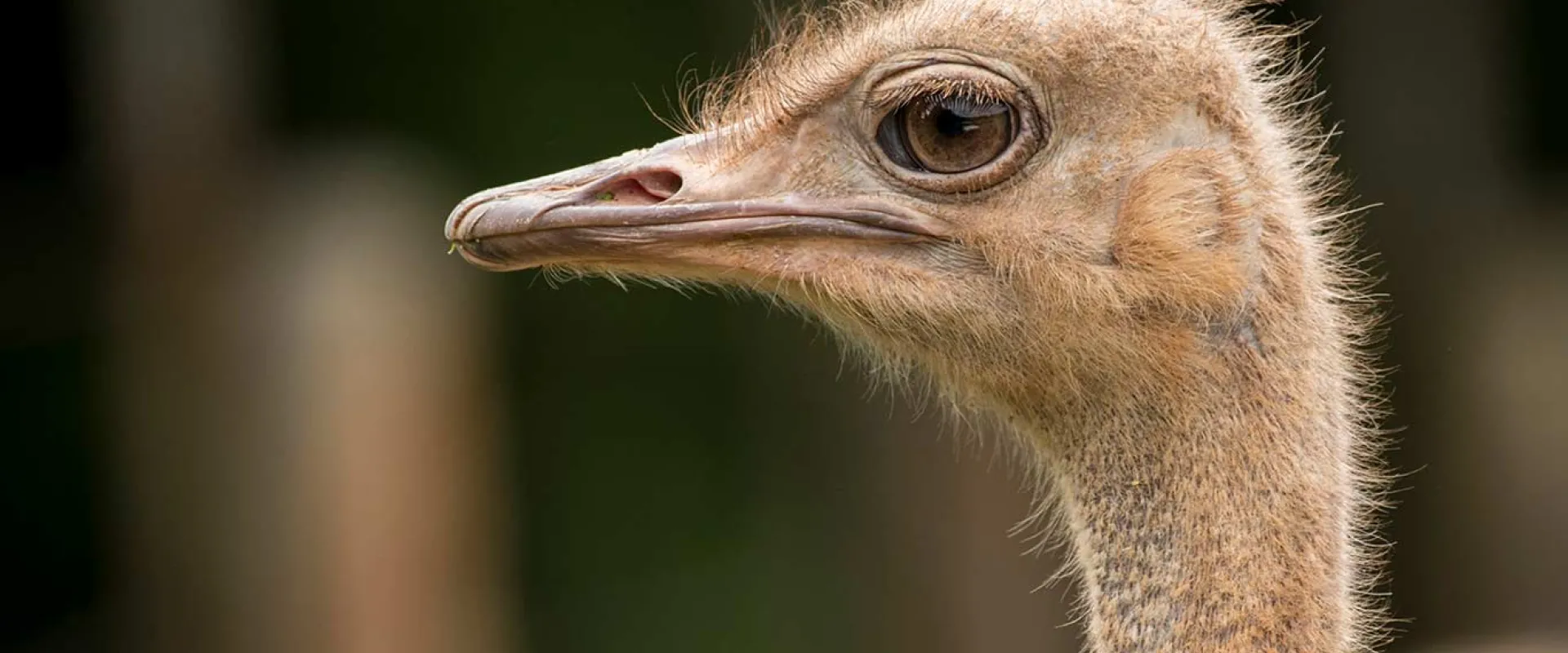 An Ostrich with a long neck and sharp beak standing in front of some trees.