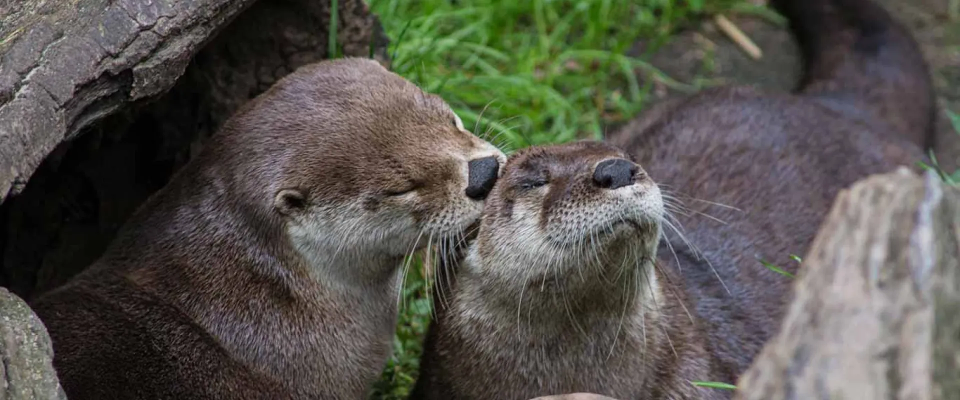Male and female otter