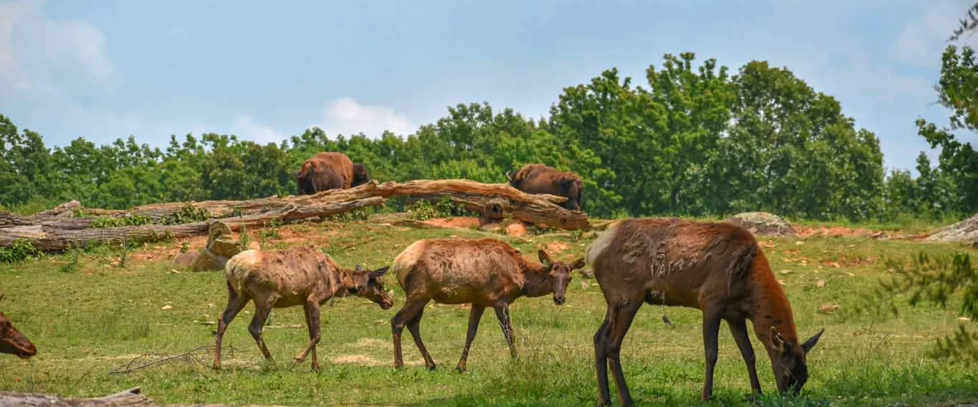 Several elk graze on a grassy, rocky hillside under a bright blue sky. Two younger animals are positioned close together in the foreground, with larger, brownish animals lying near logs and trees in the distance.