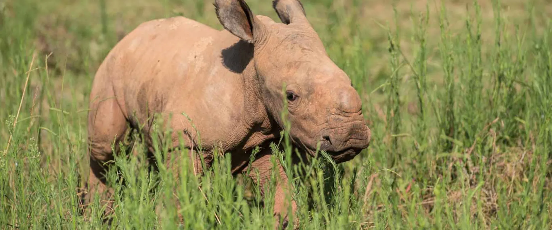 A young, light tan rhinoceros calf is standing in a field of tall, bright green grass, looking directly toward the right of the frame. The calf has large, alert ears and a small bump where its horn will grow. 