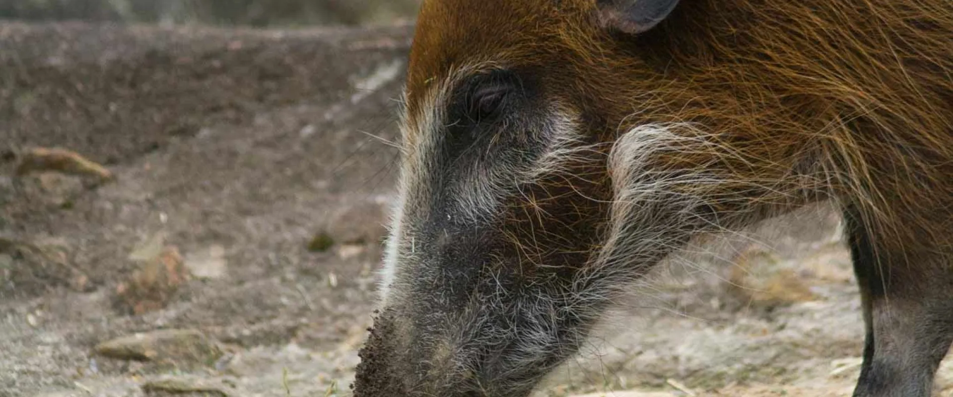 A Red River Hog side profile, showing its tufted ears and black face markings, grazing in the grass and enjoying the sunlight.