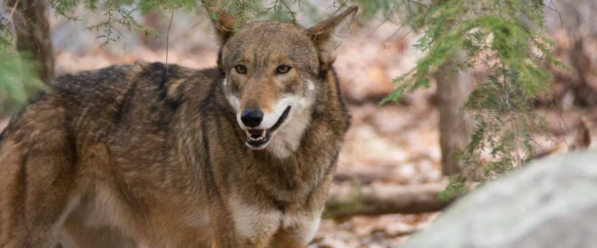 A Red Wolf with a mix of brown and gray, fur stands in a forested landscape, looking alertly to its right. The animal has pointed ears and a bushy tail, and lush trees are visible in the background.