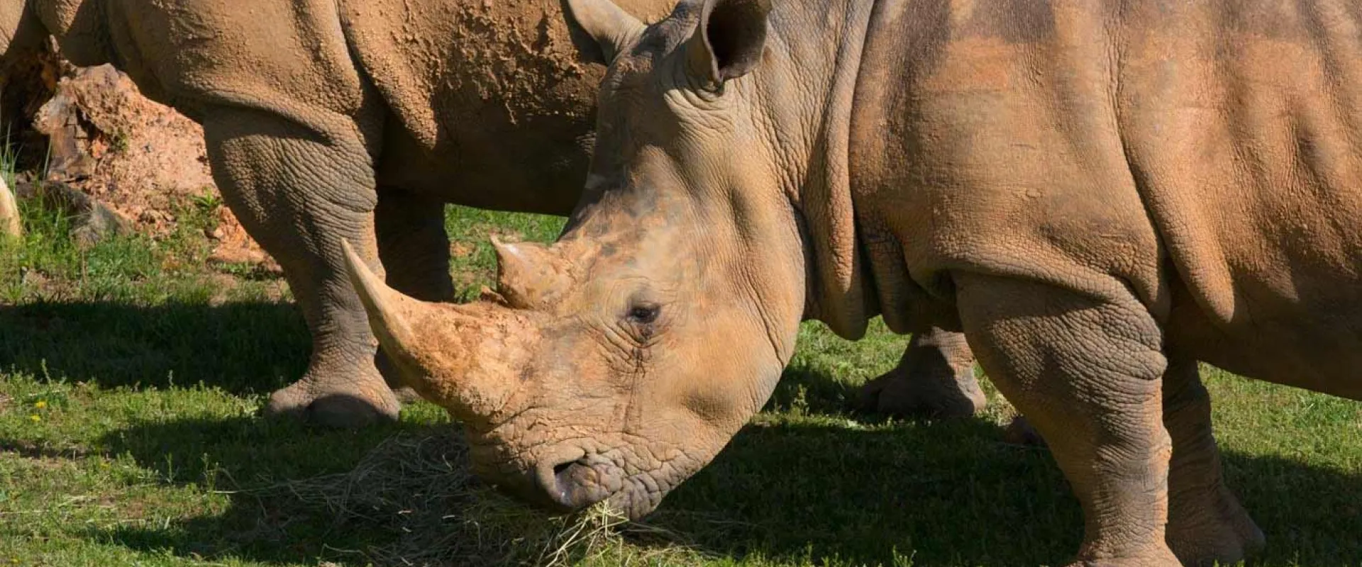 Two Rhinoceros with their head down, grazing and standing in the shade. 