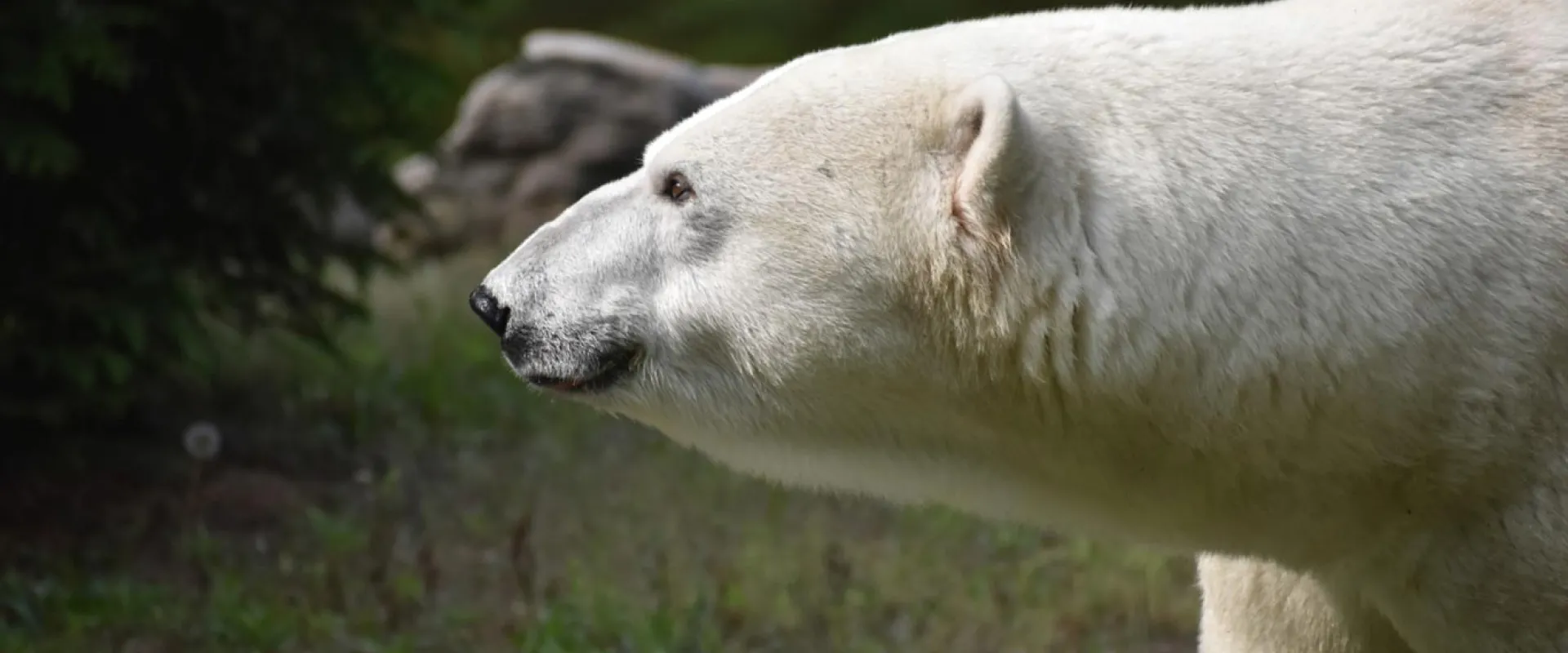A polar bear looking towards the viewer showing a profile view of its face and small, round ears. There are rocks visible in the background.