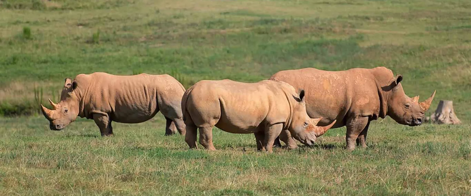 Three large, White Rhinoceroses with sharp horns, standing together in a group in the middle of an open field.