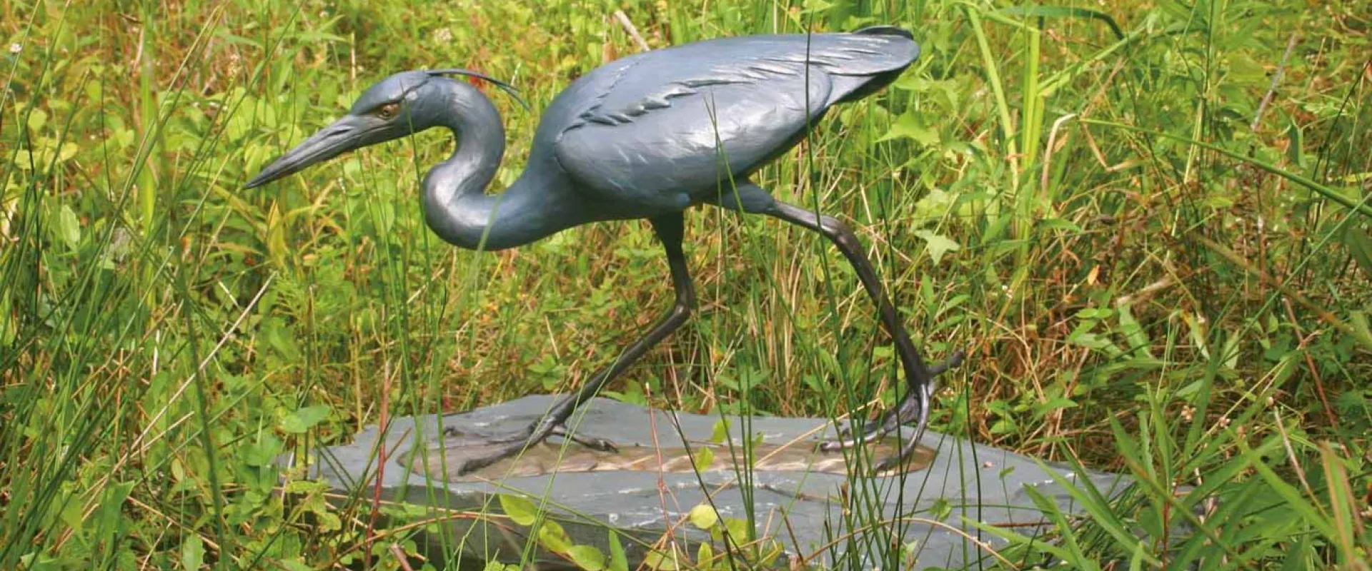 Stalking Little Blue Heron