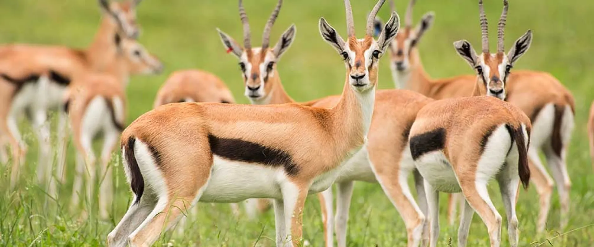 A her of brown and black Thomson's gazelle with their distinct short, curved horns standing in an open grassy field.