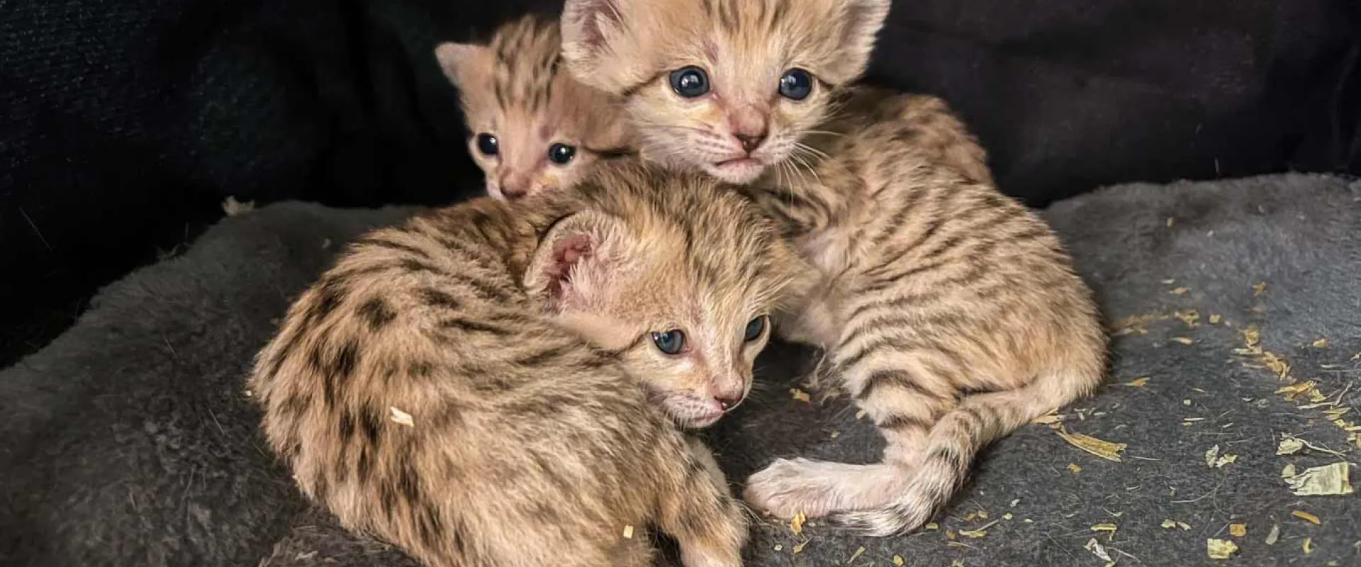 Three small Sand Cat kittens with tan and brown patterned fun, laying in a pile looking around their rocky cave.