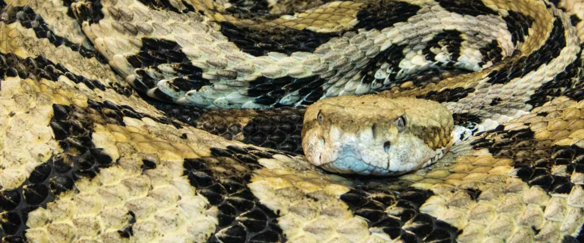 A close-up of the head of a rattlesnake, showing its triangular-shaped head and light, cream-colored scales with dark brown/black markings around the eyes and along the back. The snake has a serious, focused expression and its body, which is coiled and patterned with dark blotches.