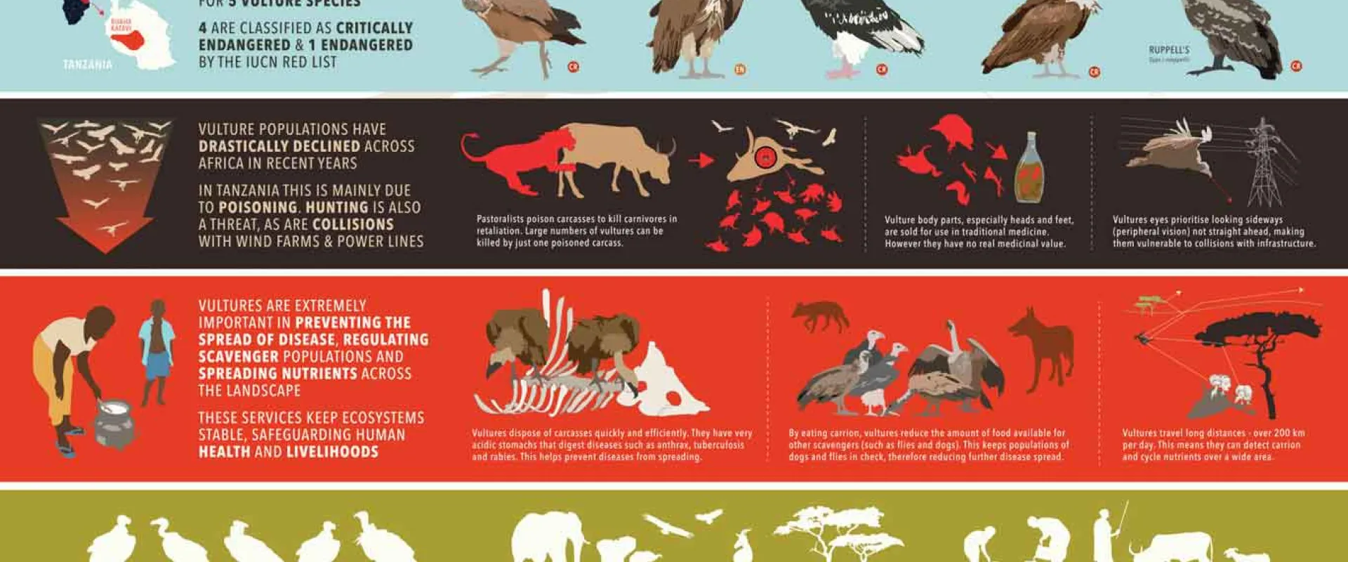 An infographic titled The Value of Vultures divided into three sections with different backgrounds. The top section, in beige, highlights that four of the five Vulture species are Critically Endangered or Endangered. The middle section, in red, shows  illustrations of threats to vulture populations. The bottom section, in green, shows how vultures are key to a healthy ecosystem. The bottom of the graphic contains the phrase HEALTHY VULTURES = HEALTHY ECOSYSTEM = HEALTHY PEOPLE.