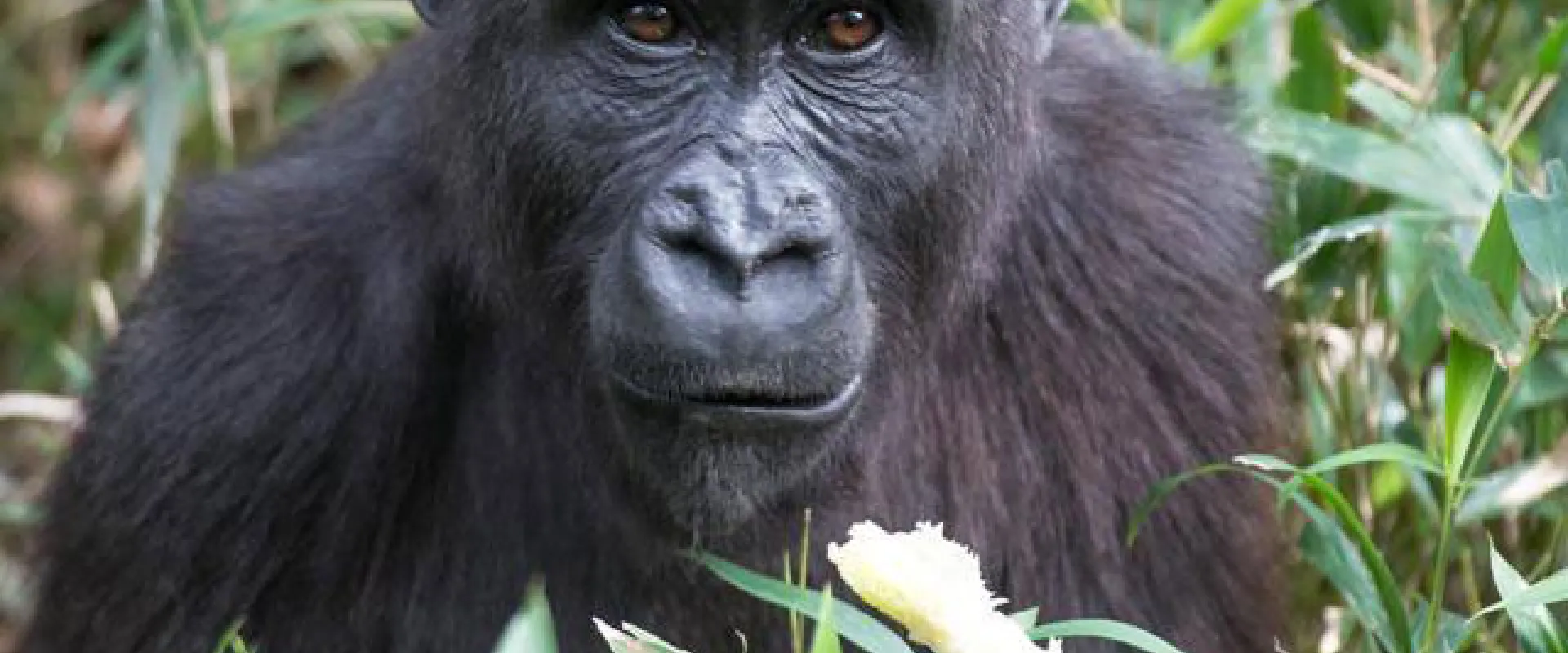  A close-up photograph of a gorilla's face as it sits among green foliage and eats a light-colored piece of stalk or fruit held in its hands. The gorilla has dark, thoughtful eyes and black fur and is looking directly at the camera.