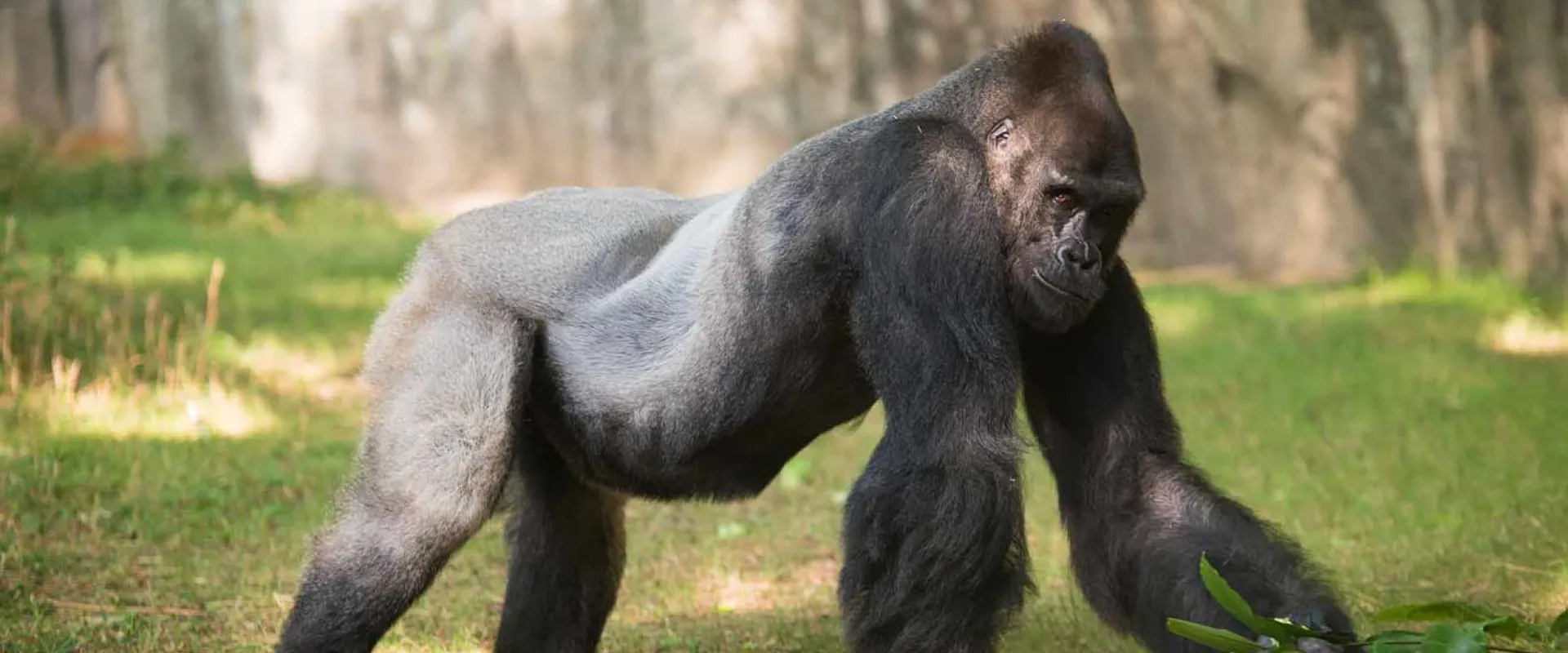 Western Lowland Gorilla | North Carolina Zoo