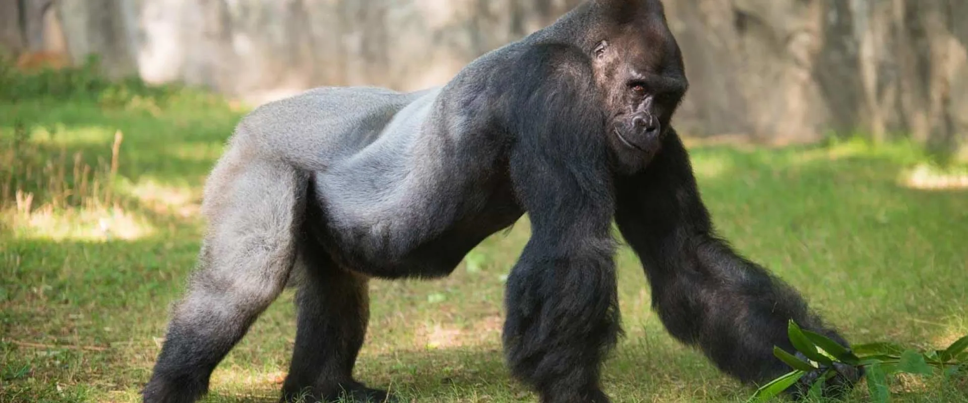 Western lowland gorilla
