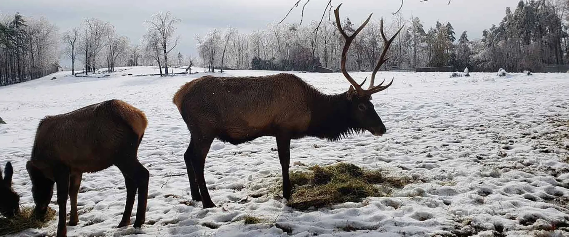 A male Elk with a large rack of antlers stands in a snowy field next to another elk that is grazing on hay on the ground. The elk have brown and dark reddish-brown coats. The landscape is covered in a light layer of snow, with bare trees and a forest line visible in the background under a gray sky.