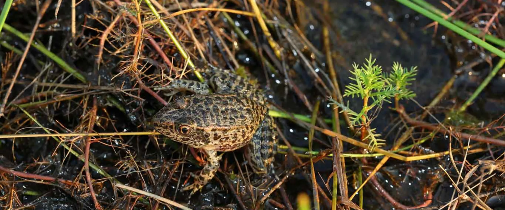 A small brown Puerto Rican Crested Toad with mottled skin and large brown eyes sitting on the ground which is wet and covered with brown pine needles..