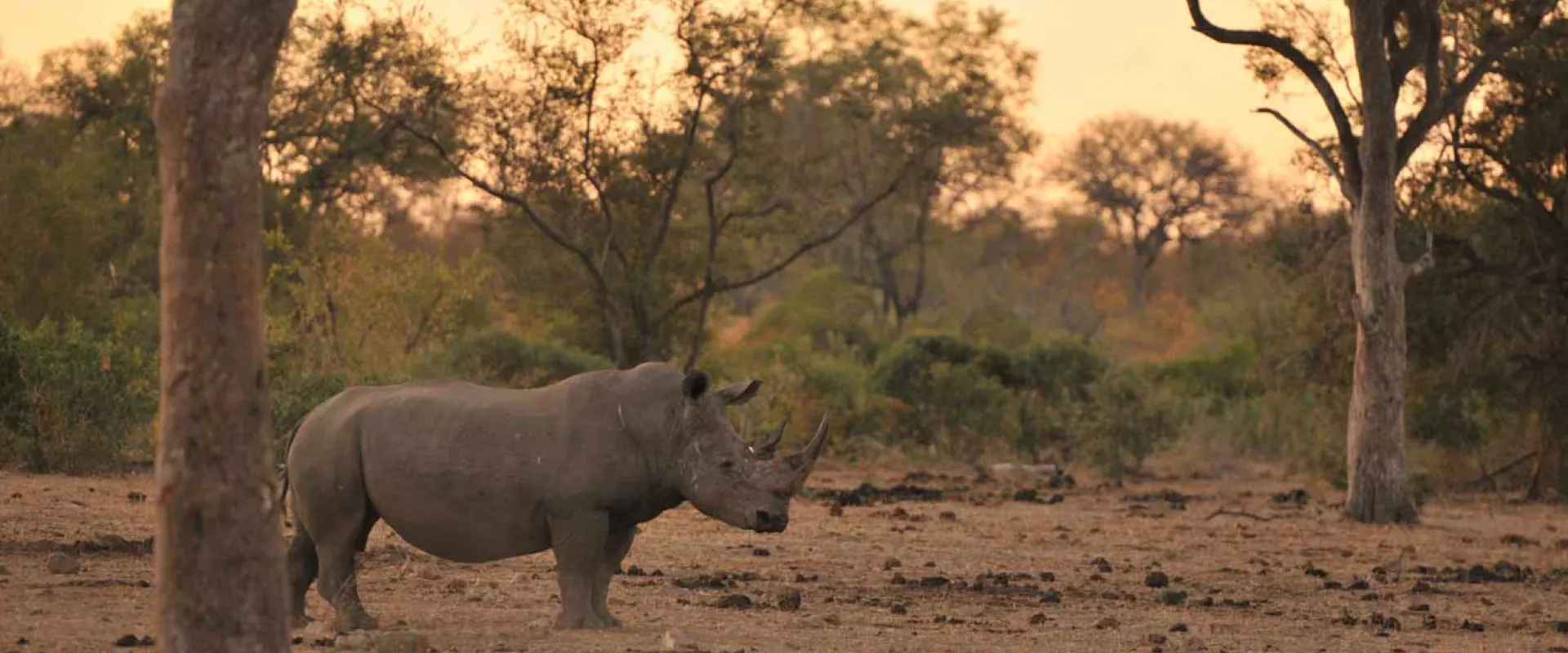 A Rhinoceros standing in a savanna at sunset, a large tree trunk visible in the foreground an d a line of sparse trees stand behind it.