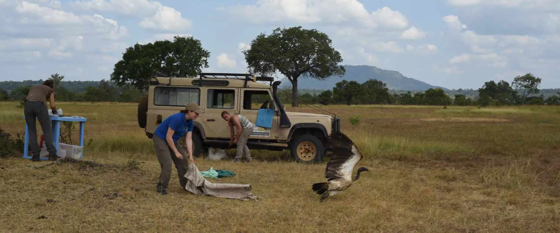 A team of three wildlife researchers is working in a grassy, open field. A large vulture is in the process of taking flight from the ground. One researcher is on the ground with a piece of equipment, and another is leaning into the back of a beige four-wheel-drive vehicle. A third researcher is standing by a blue folding table on the left side of the frame.