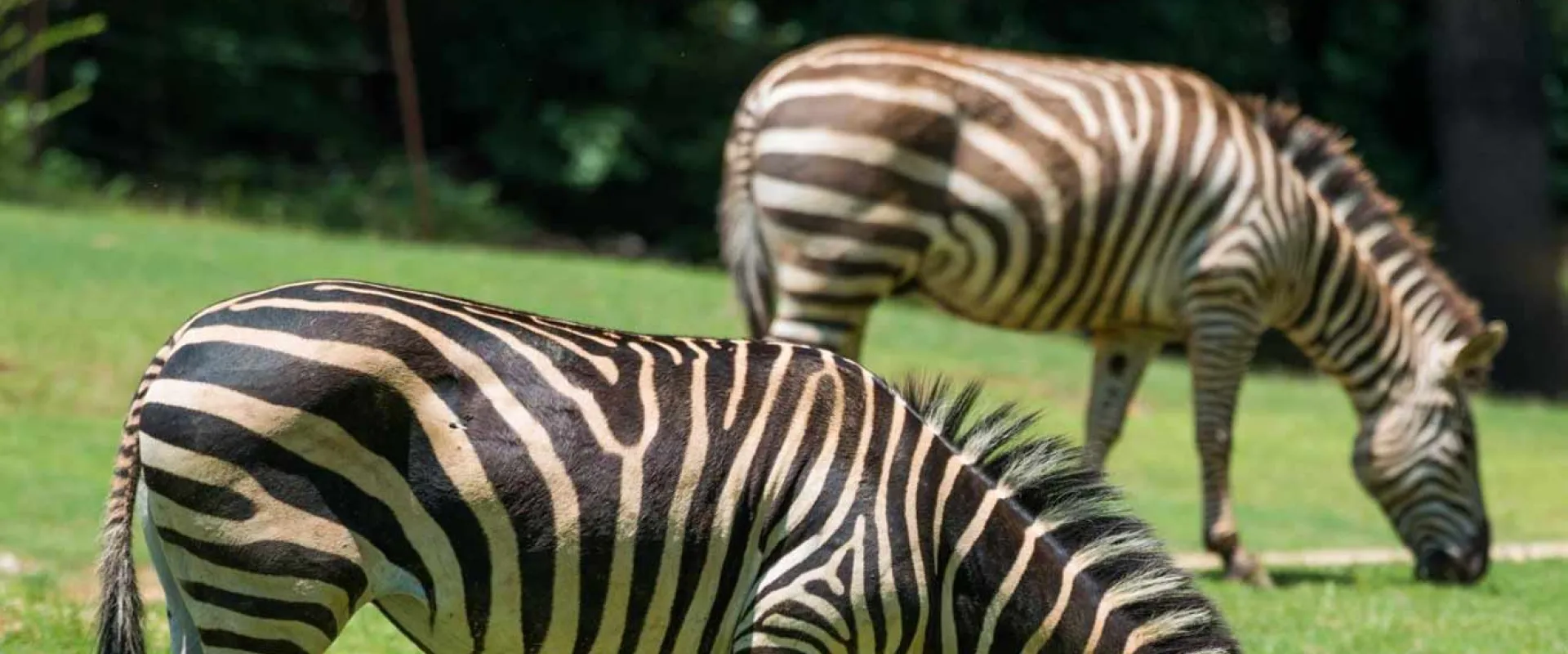 Two zebras feeding in a grassy green habitat, showcasing their distinctive black and white stripes.