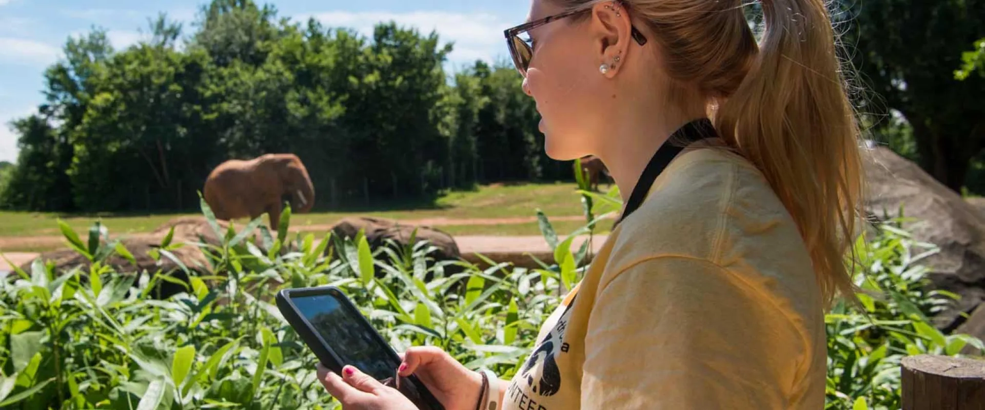 A close-up of a blonde zoo volunteer (wearing a yellow shirt and sunglasses) looking down and using a tablet. In the blurry background, an African elephant is visible in its habitat.