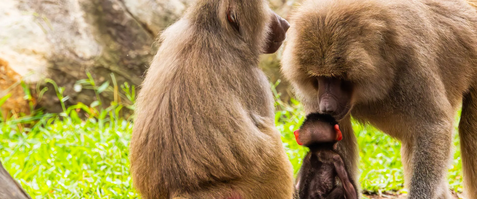 Brown, fuzzy, baby baboon, Winnie sits crouched between her parents Candy and Babu as her father (Babu) gazes down at her.