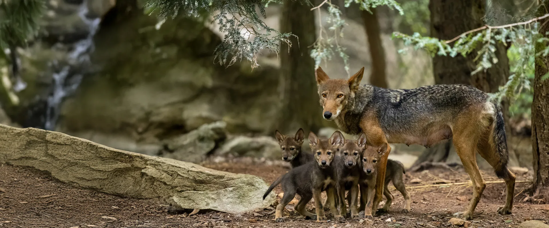 An adult American red wolf stands over 4 pups in a woodland forest